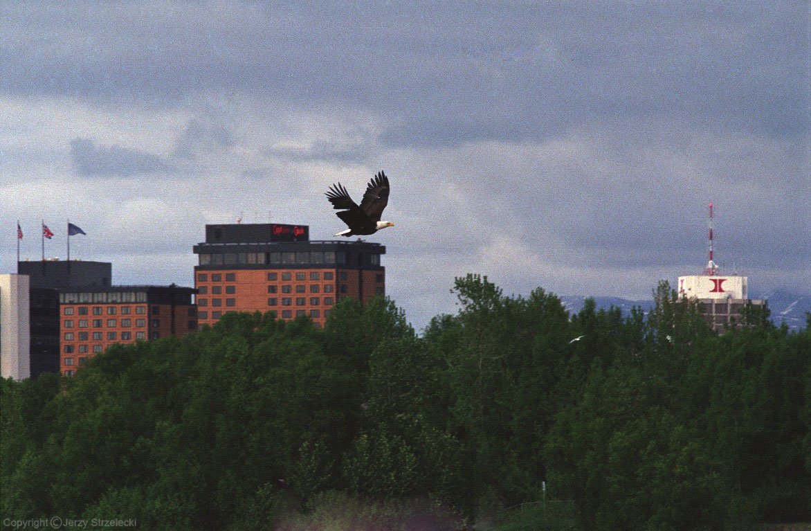 Bald eagle over Anchorage